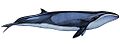 Pygmy right whale illustration with a dark gray top, a light grey underside, a light eyepatch, and a small dorsal fin near the tail (from Baleen whale)