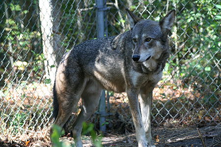 Tập_tin:Captive_male_red_wolf.jpg