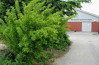 caragana arborescens habit siberian peashrub vaizdas shrub shrubs thetreefarm