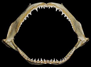 Carcharhinus brevipinna jaws.jpg