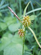 Carex flava2.jpg