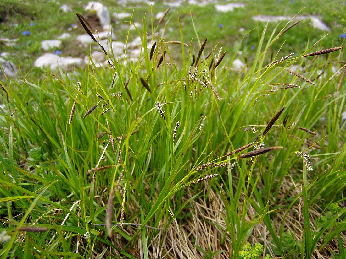 Carex sempervirens