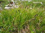 Carex sempervirens 01.jpg