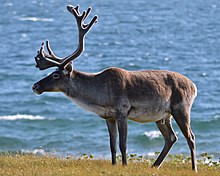Caribou (Rangifer tarandus) - Port au Choix, Newfoundland 2019-08-19 (08).jpg