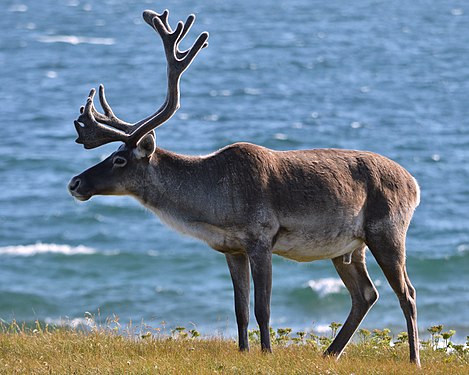 Caribou (Rangifer tarandus)