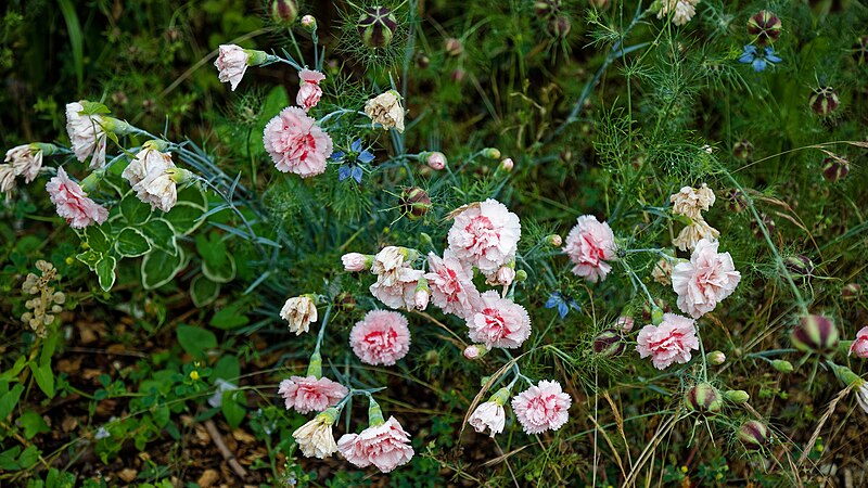 File:Carnations Harlow Museum & Walled Gardens, Essex.jpg