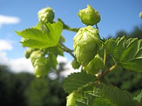 Cascade hop cone, an American hop varietal Cascadehopsinthesun.jpg