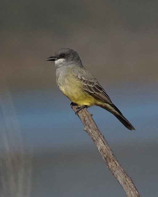 Cassin's Kingbird (23965098384)