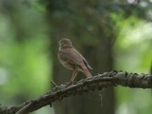 File: Catharus guttatus.ogv