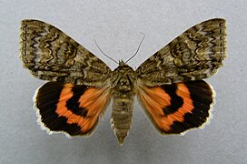 Vue d'un papillon aux ailes étalées, antérieures brun chiné et postérieures orange et noir