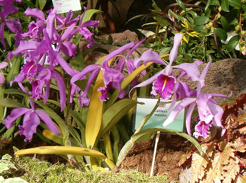 File:Cattleya maxima OrchidsBln0906.jpg