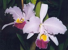 Description de l'image Cattleya trianae.jpg.