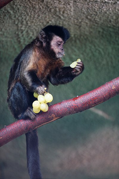 File:Cebus apella eating grapes-0003.jpg