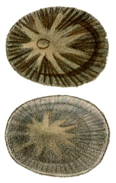 File:Cellana stellifera shell.jpg