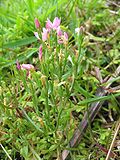 Miniatura para Centaurium pulchellum