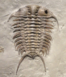 Fossil of the Middle-Late Ordovician trilobite Ceraurus Ceraurus fossil cropped.png
