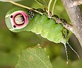 2010年2月25日 (木) 14:47時点における版のサムネイル