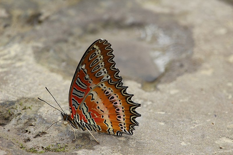 File:Cethosia biblis1.jpg