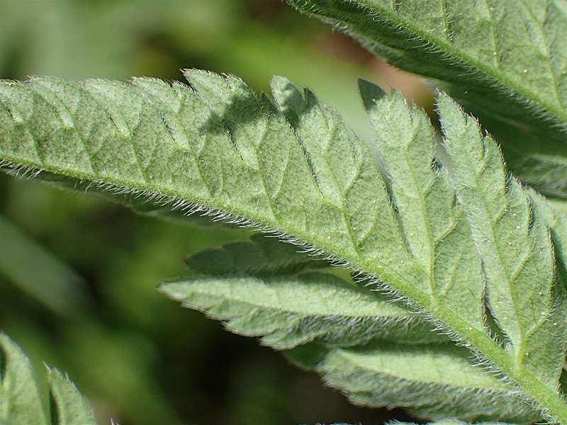 File:Chaerophyllum aureum leaf 08).jpg