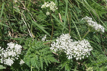 Chaerophyllum villarsii