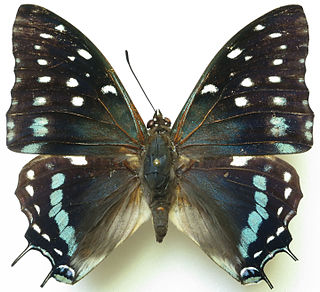 <i>Charaxes etesipe</i> Species of butterfly