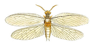 <i>Chauliodes pectinicornis</i> Species of insect
