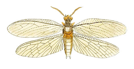 Chauliodes pectinicornis