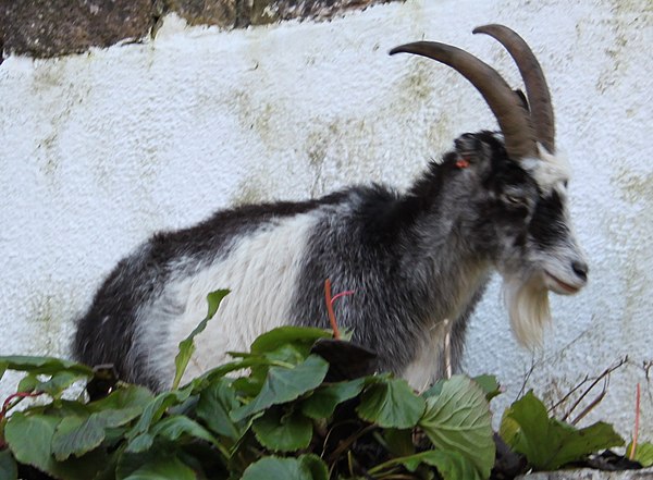 A goat in the gorge