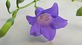 fleur de Chelonanthus purpurascens