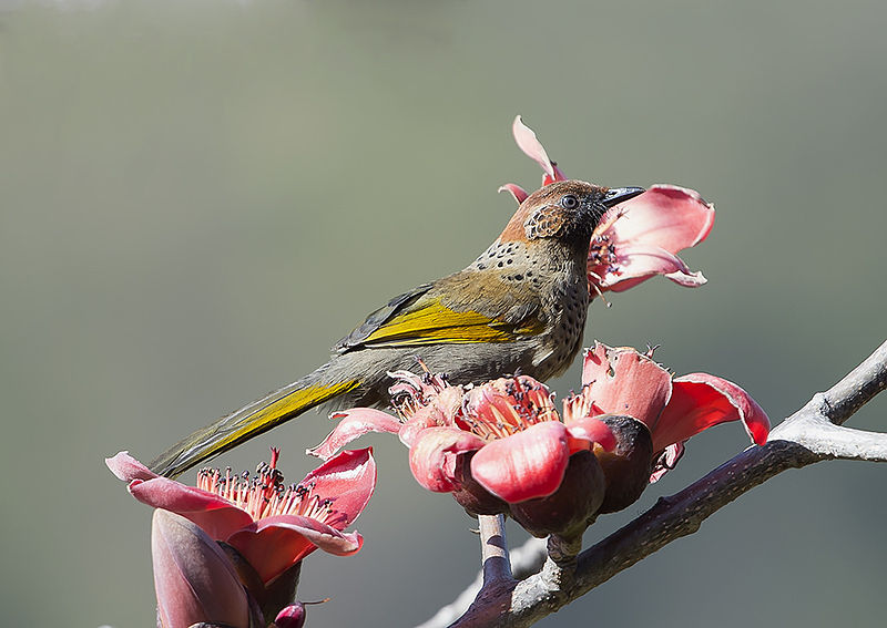 File:Chestnut-Crowned Laughingthrus (Garrulax erythrocephalus) in Uttarakhand, India.jpg