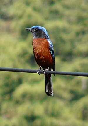 Chestnut Bellied Rock Thrush by Anne Thingnam.jpg