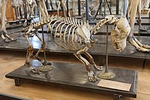 Squelette de chien basset aux jambes torses.
