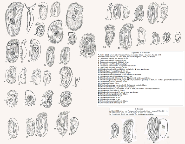 File:Chilodonella (45 images) in Kahl 1931 et 1935.png