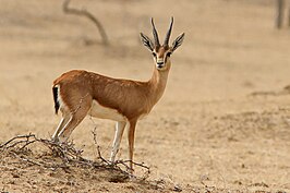 Indische gazelle