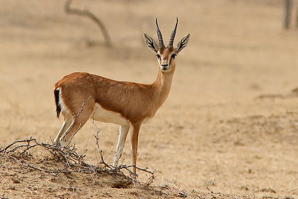 Gazelle