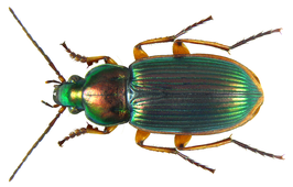 Chlaenius rufomarginatus