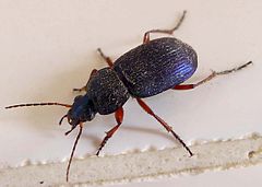 Chlaenius decipiens^ Carabidae - Flickr - gailhampshire.jpg