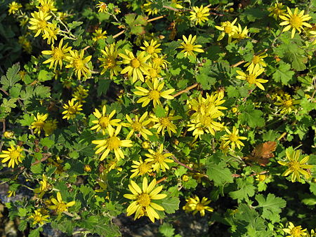 450px-Chrysanthemum_indicum1.jpg