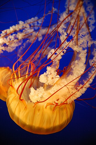 A Pacific sea nettle Chrysaora fuscescens has four long, frilly oral arms. Chrysaora quinquecirrha.JPG