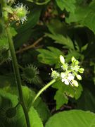 花は2弁花で、花弁は2深裂する。