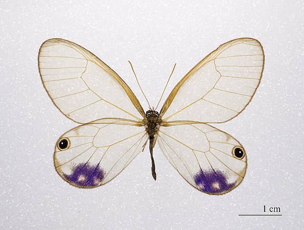 圖為仙女晶眼蝶（Cithaerias andromeda）的標本。