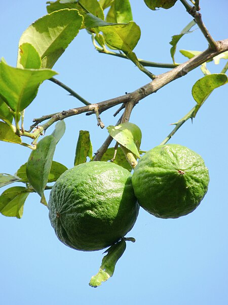 Citrus aurantiifolia