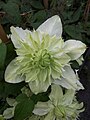 Clematis florida 'alba plena'.