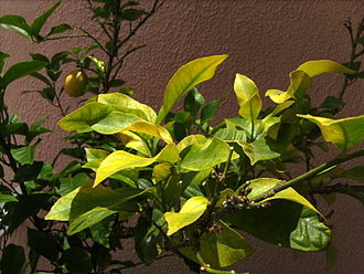 Iron deficiency showing chlorotic leaves in a lemon tree. Compare yellow chlorotic leaves with the green non chlorotic leaves at left of this image Clorosi fulles llimonerhu.JPG