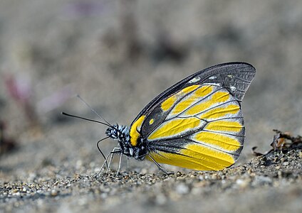 Ventral view