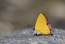 Heliophorus indicus'un yakın kanat duruşu (Fruhstorfer, 1908) - Dark Sapphire (Erkek) .jpg