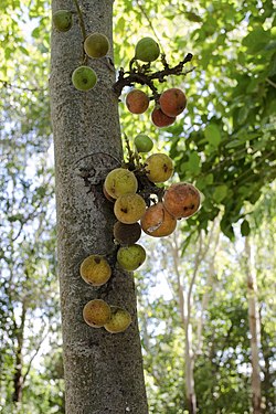 Cluster figs