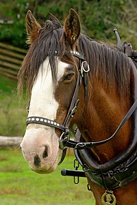 Testa di cavallo, marrone con una vasta area di bianco sulla faccia.