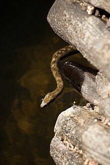 Cobra-de-água-viperina.jpg