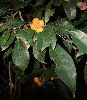 <i>Cola greenwayi</i> Species of flowering plant